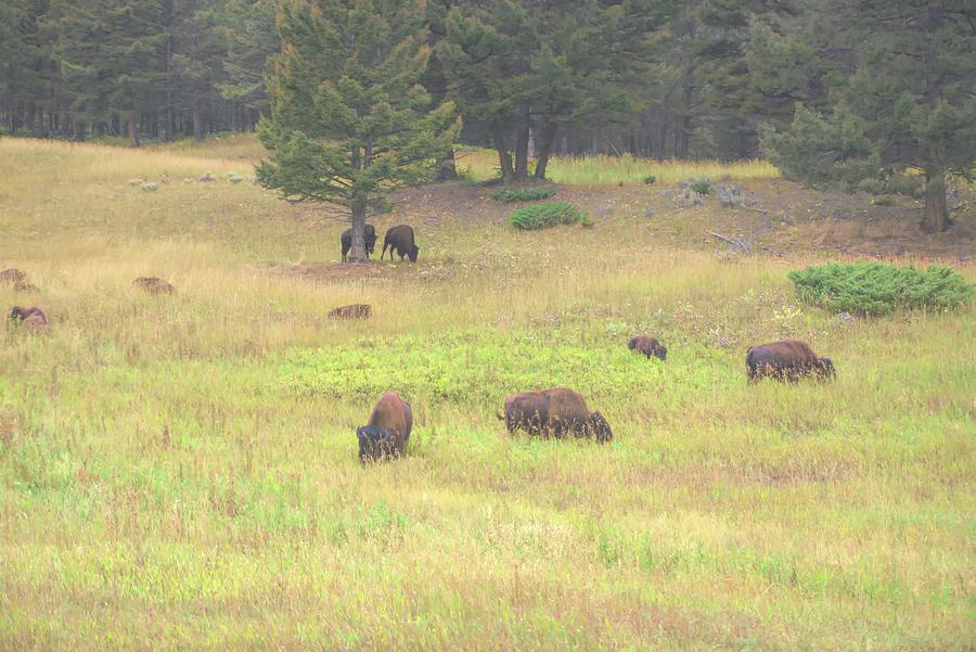 Buffalo Grazing Photograph by Cathy Anderson