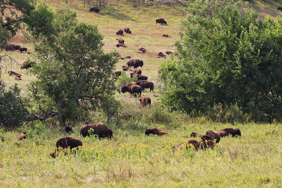 Buffalo herd at Custer State Park  Photograph by Susan Jensen