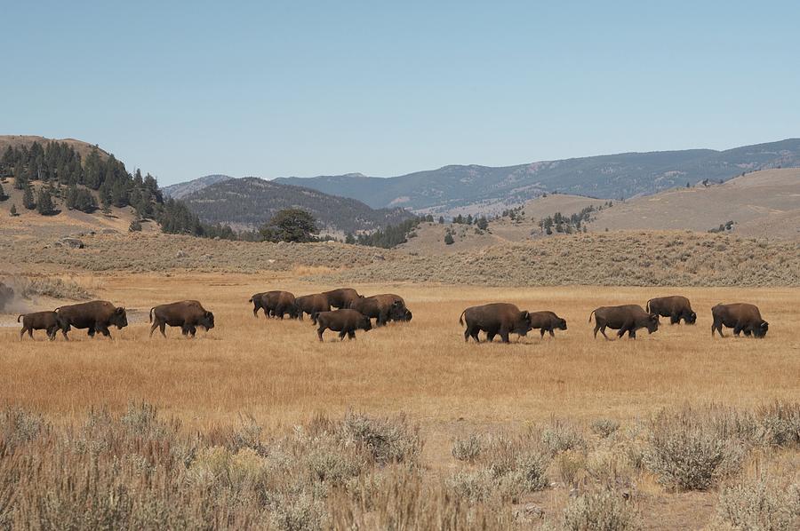 Buffalo Herd Photograph by Rpbirdman