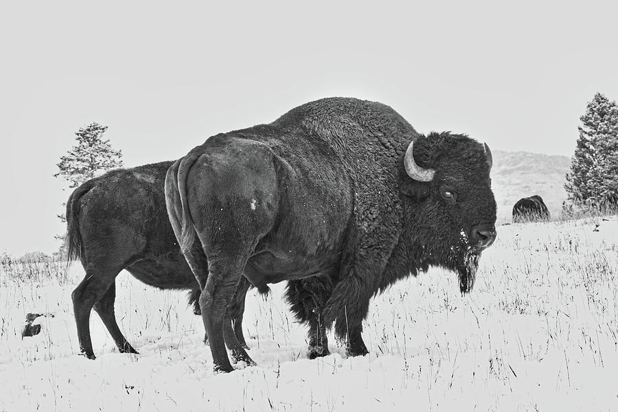 Buffalo in the Snow Photograph by Kevin Schwalbe