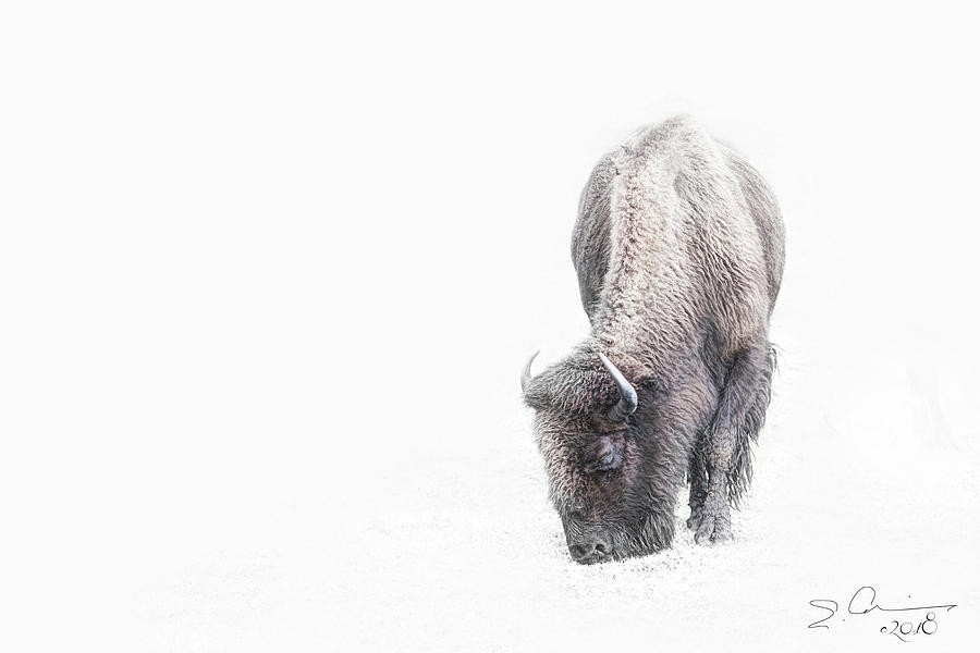 Buffalo in white Photograph by Evie Carrier