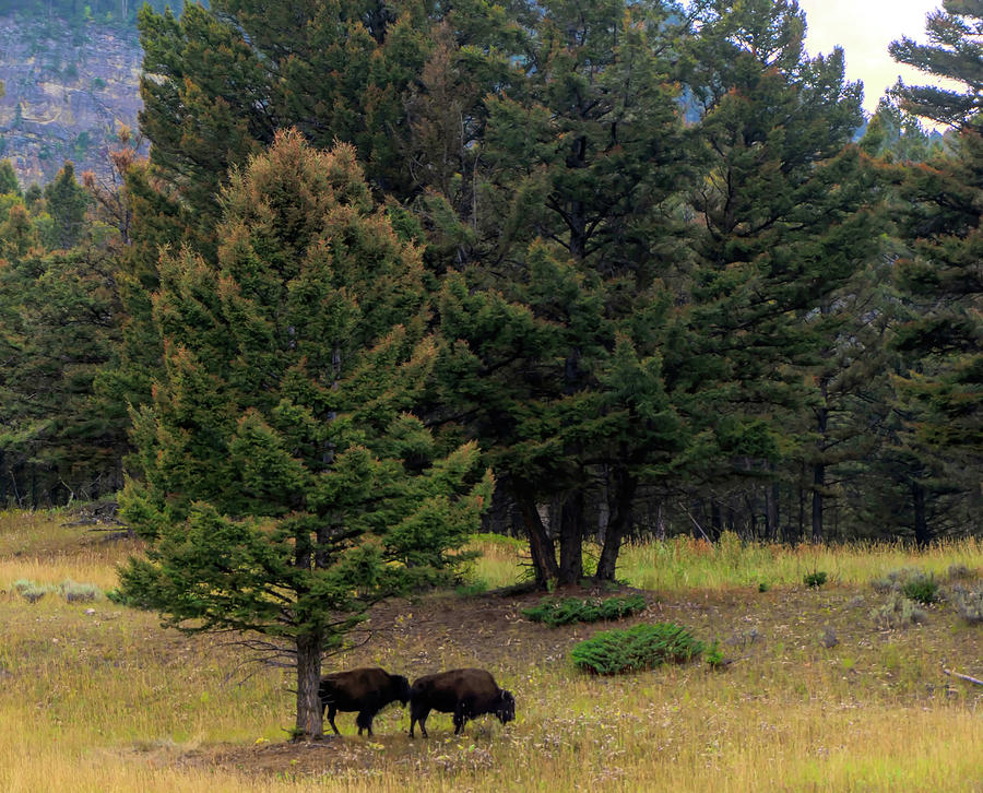 Buffalo in Yellowstone  Photograph by Cathy Anderson