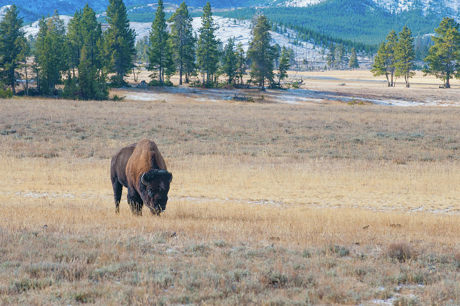 Buffalo in Yellowstone Photograph by Mark Duehmig