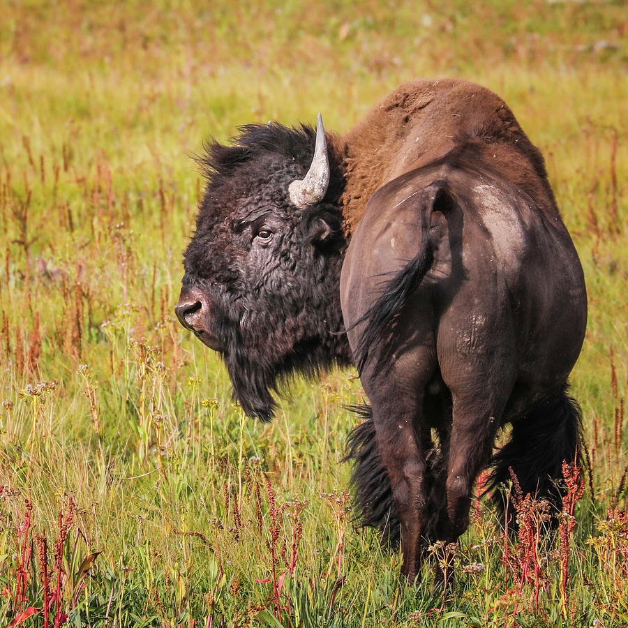 Buffalo Profile Photograph by Juli Ellen