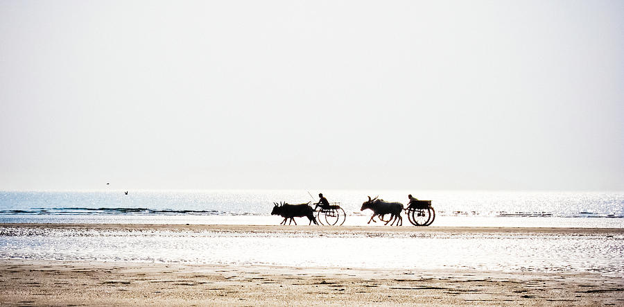 Buffalo Race On The Ocean Shore Photograph by Khabarov