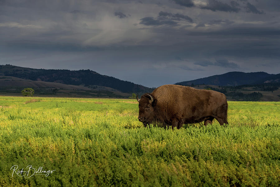 Buffalo Range by Rick Billings Buffalo Range by Rick Billings