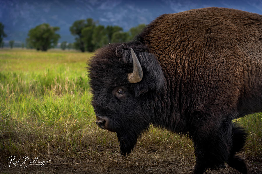 Buffalo by Rick Billings Buffalo by Rick Billings