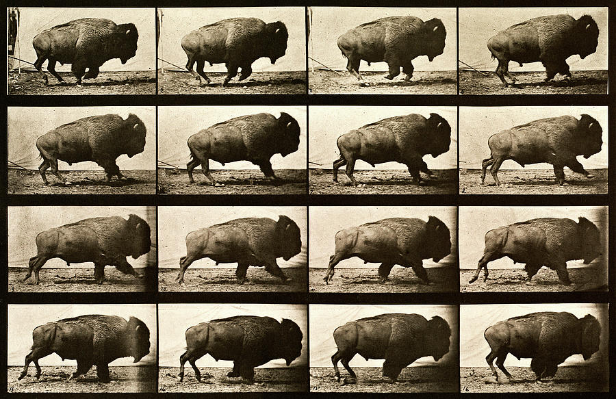 Vintage Digital Art - Buffalo Running, Animal Locomotion Plate 700 by Print Collection