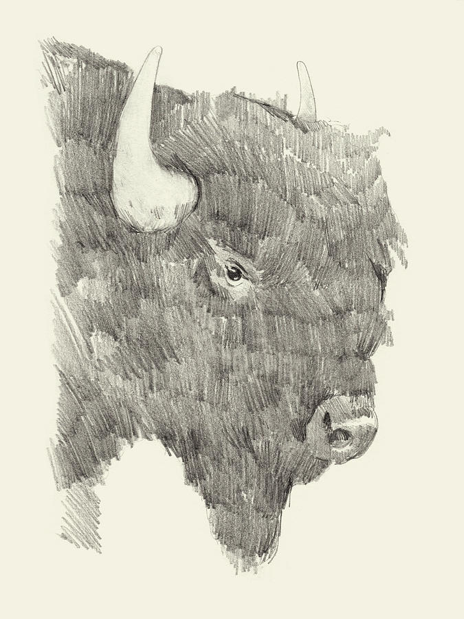 Western Painting - Buffalo Sketch I by Jacob Green