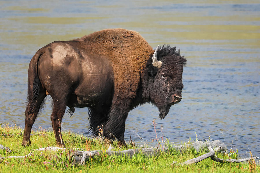 Yellowstone National Park Photograph - Buffalo Stance by Juli Ellen