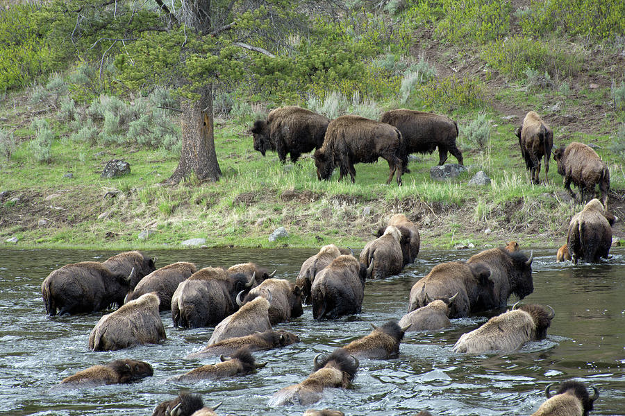 Buffalo Swimming Across the Madison River Photograph by Bruce Gourley