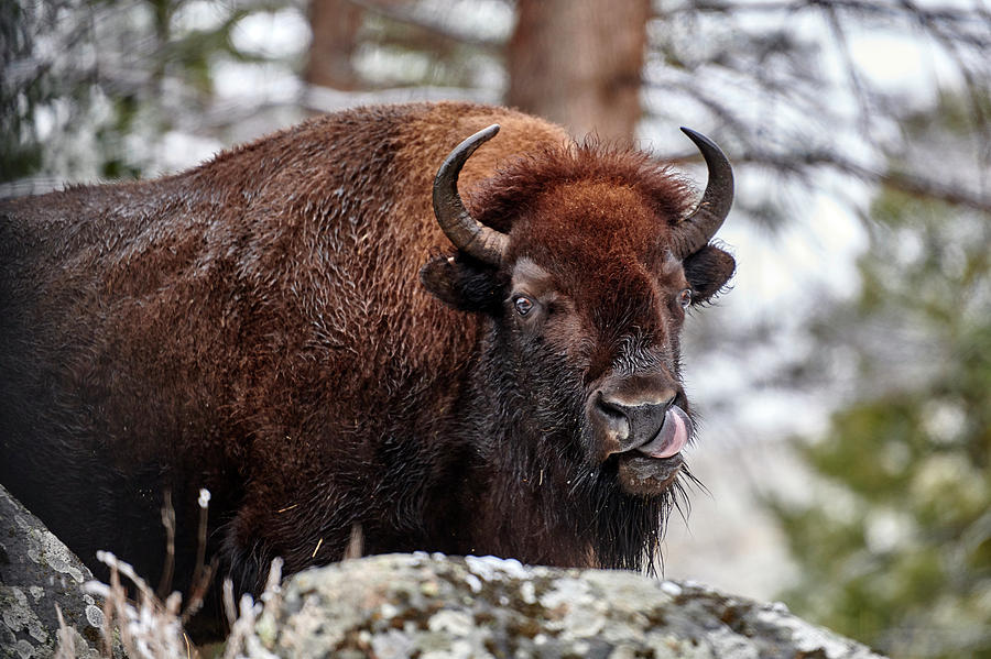 Buffalo Tongue Photograph by Paul Freidlund