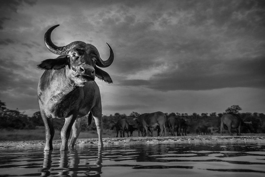 Nature Photograph - Buffalo Vista by Jaco Marx