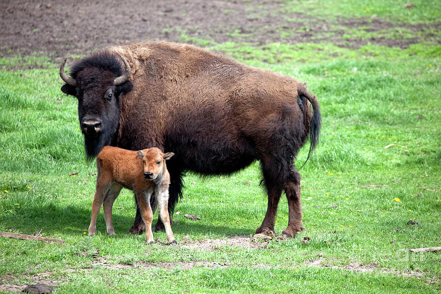 Buffalo with baby in a ranch corral. Photograph by Skjold