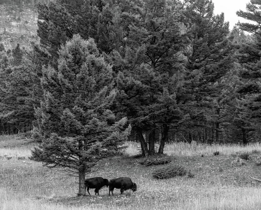 Buffalo Yellowstone Photograph by Cathy Anderson