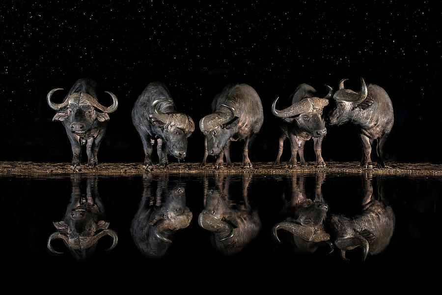 Buffalo Photograph - Buffaloes In The Waterhole At Night by Xavier Ortega