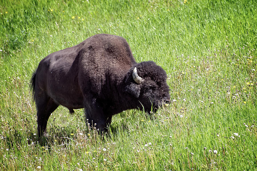 Buffalos Spring Feast Photograph by Jeanette Mahoney