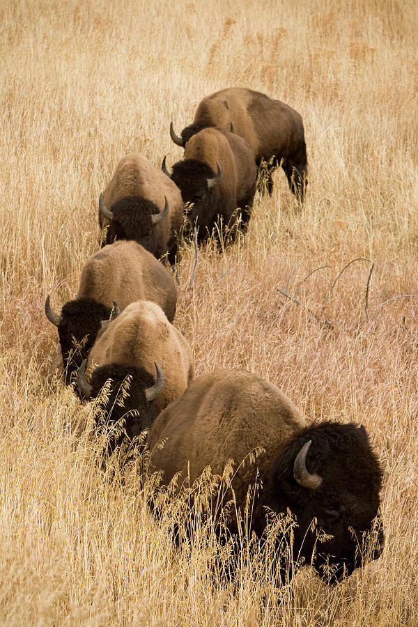 Buffalos Photograph by Visualcommunications