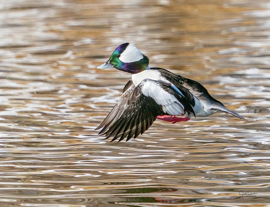 Bufflehead Duck Landing Photograph by Judi Dressler