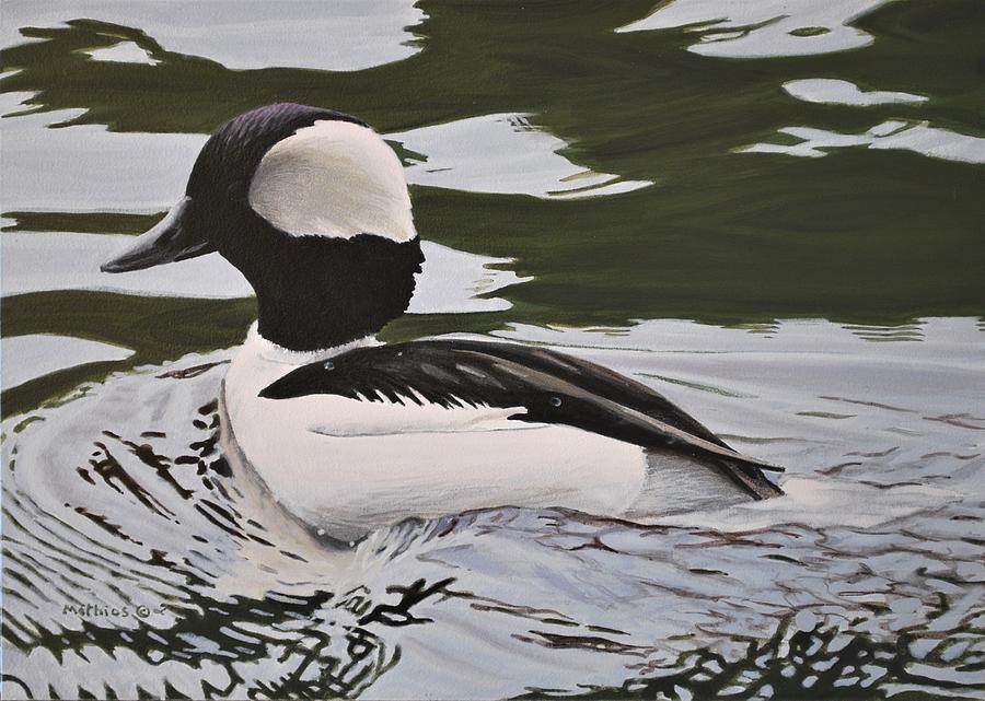 Bufflehead by Peter Mathios Bufflehead by Peter Mathios