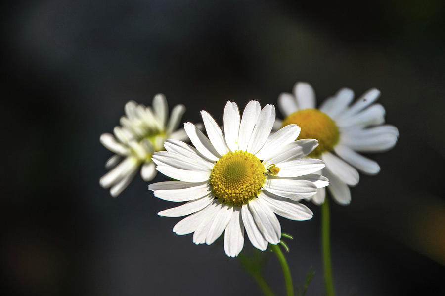 Bug Daisies Photograph by Laura Smith