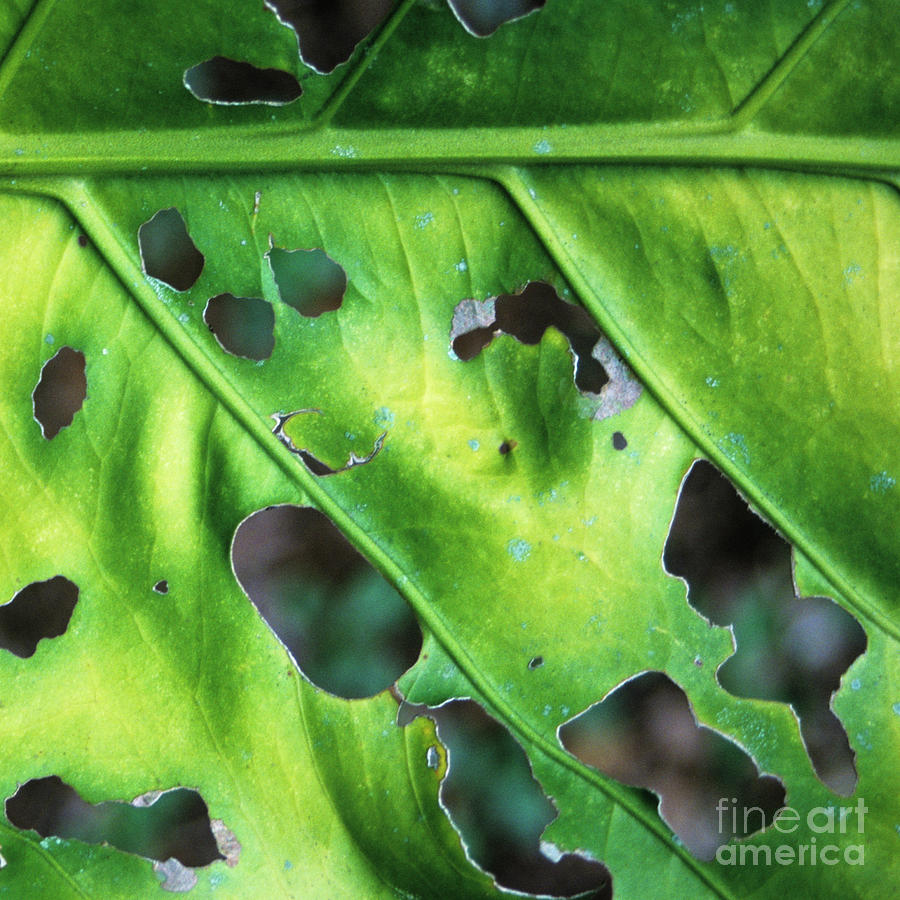 Bug-Eaten Leaf - Organic Patterns and Textures by Charmian Vistaunet Bug-Eaten Leaf - Organic Patterns and Textures by Charmian Vistaunet