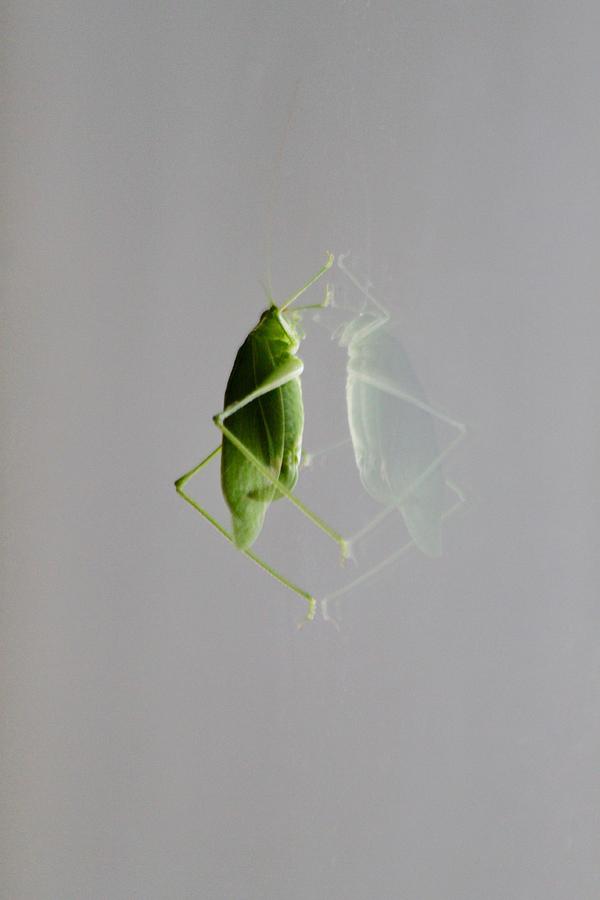 bug Photograph by Gillis Cone