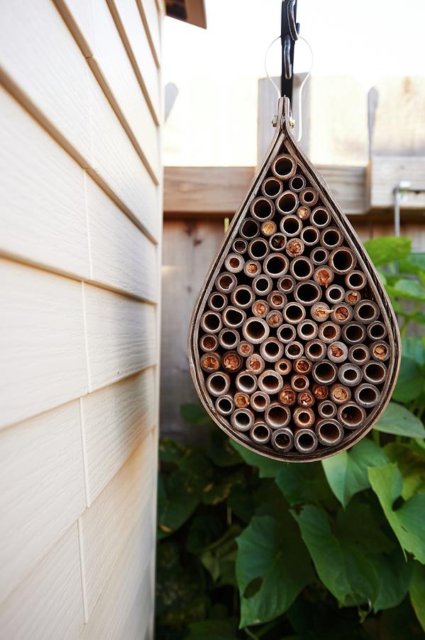 Bug Hotel Made From Hollow Bamboo Canes In Garden Photograph by Greg Rannells