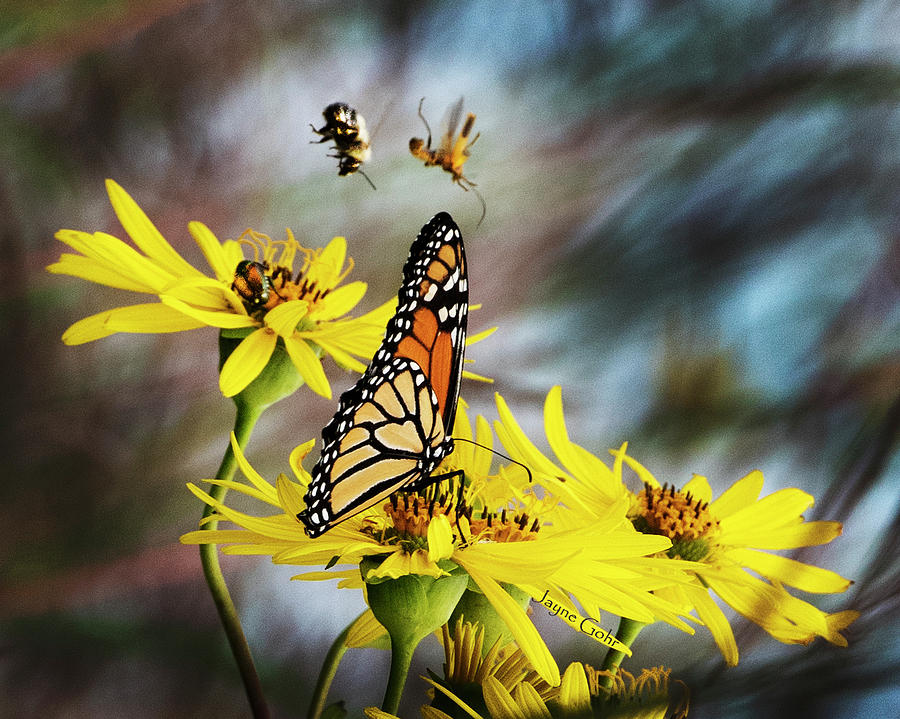 Butterfly Photograph - Bug Landing by Jayne Gohr