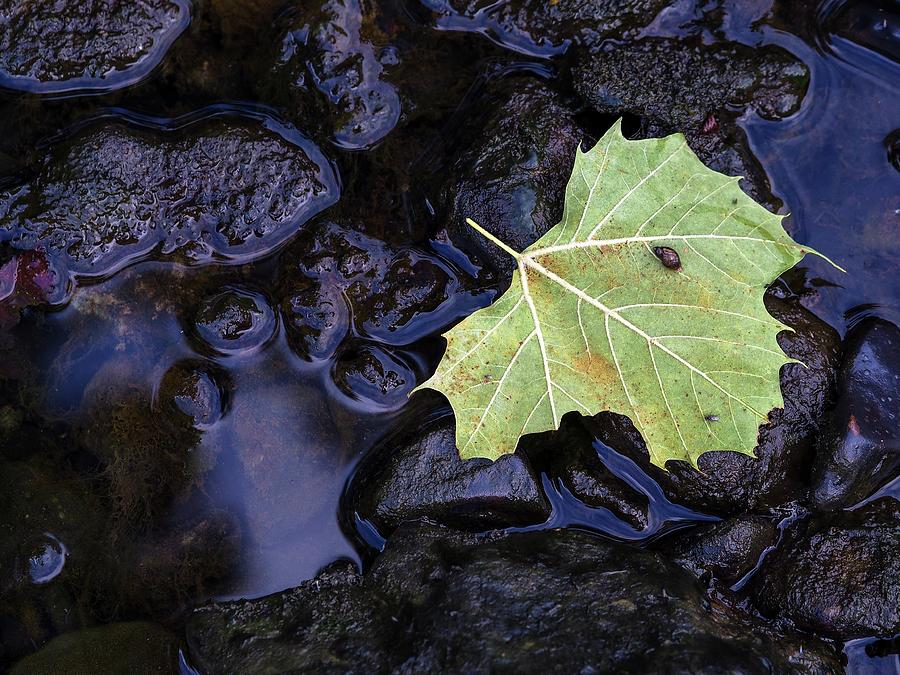 Bug on a Leaf Photograph by Buck Buchanan