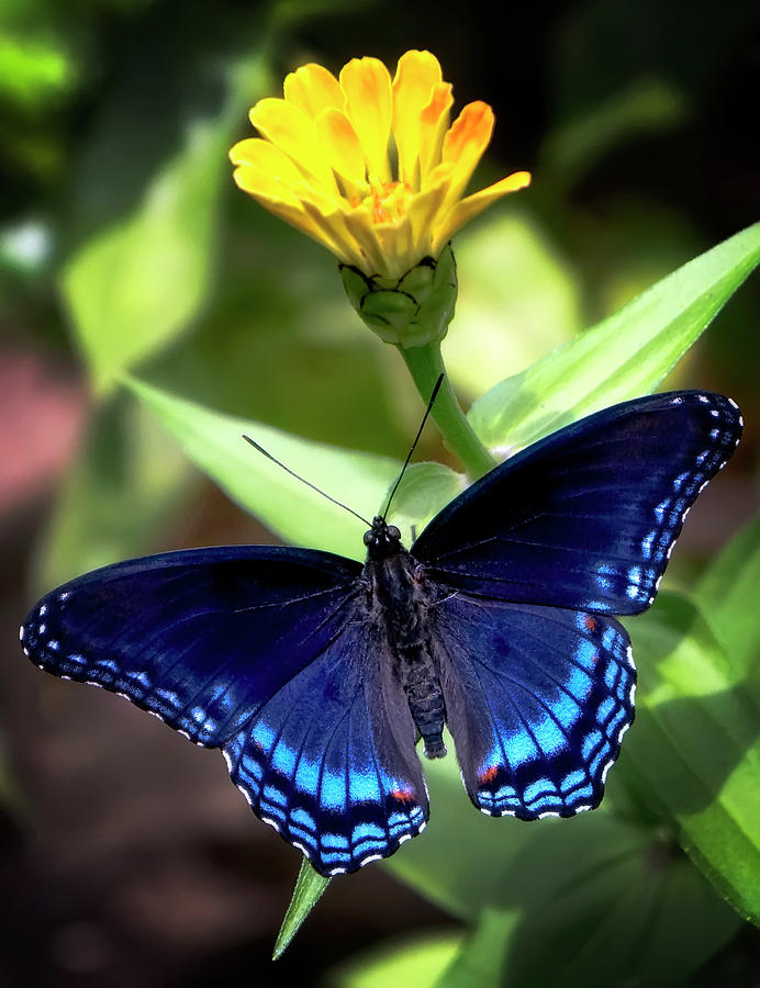 Butterfly Photograph - Bug Study Three by Darlene Kwiatkowski