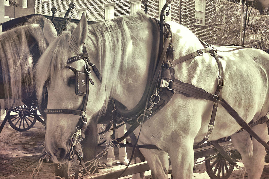 Buggy Ride Photograph by JAMART Photography