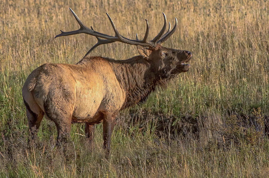 Bugling Bull Elk 7777 Photograph by Donald Brown