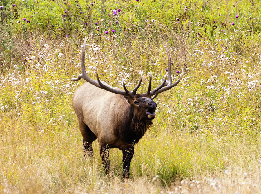 Bugling Bull Elk In Autumn Color Photograph