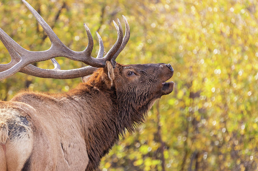 Bugling Bull Elk in Fall Colors Photograph by Tony Hake