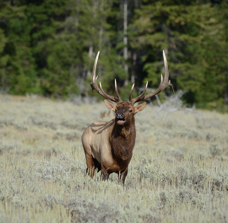 Wildlife Photograph - Bugling Bull Elk by Whispering Peaks Photography