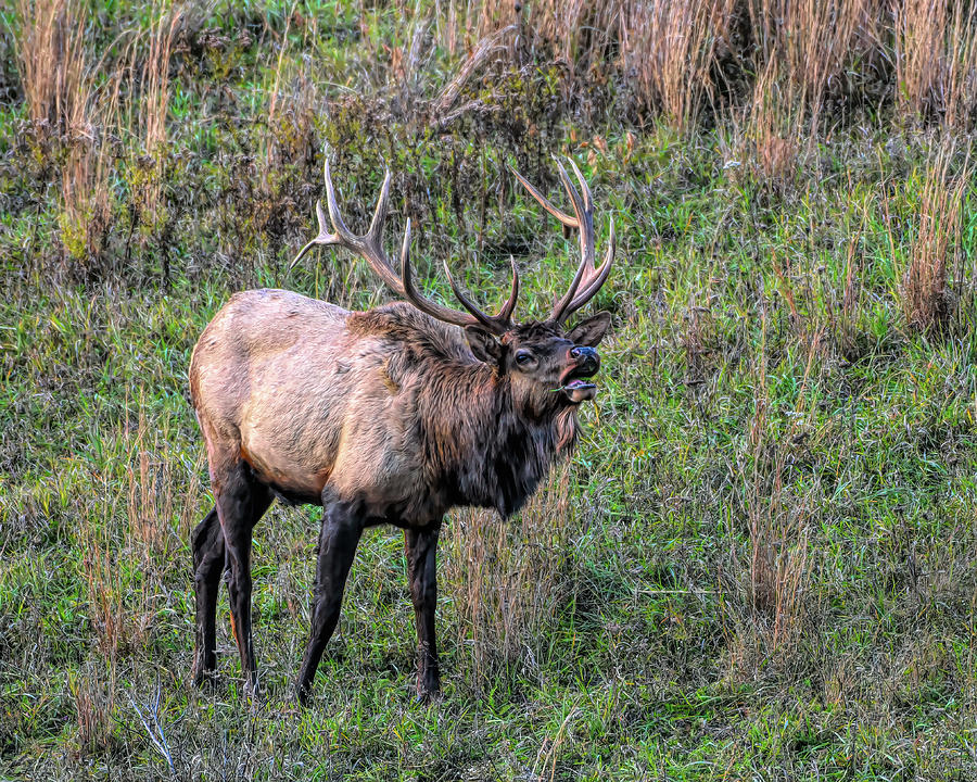 Bugling Elk #1 Photograph by Wade Aiken