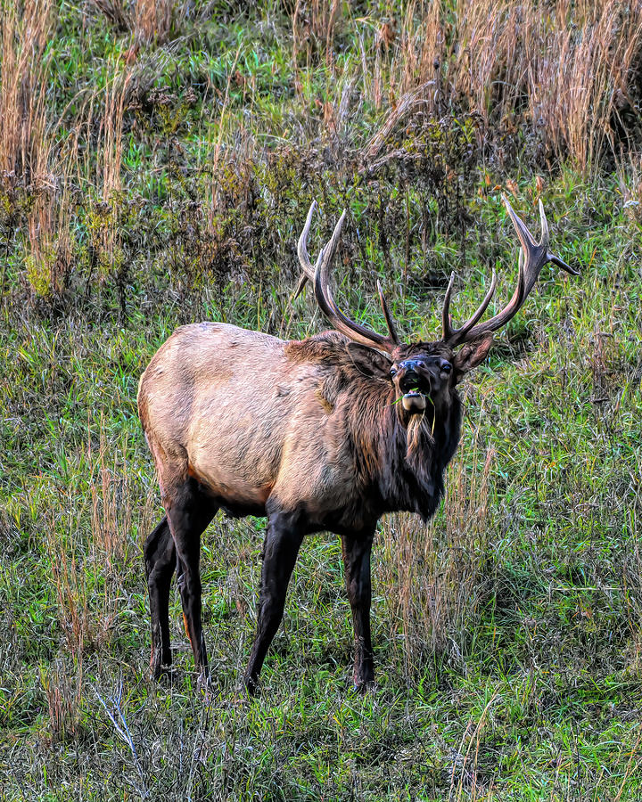 Bugling Elk #2 Photograph by Wade Aiken