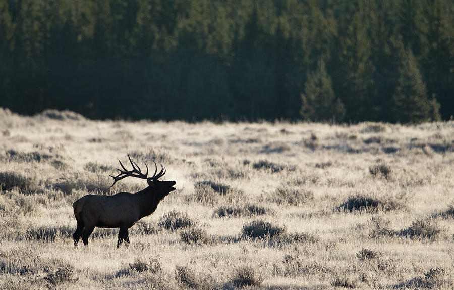 Bugling Elk Photograph by Max Waugh
