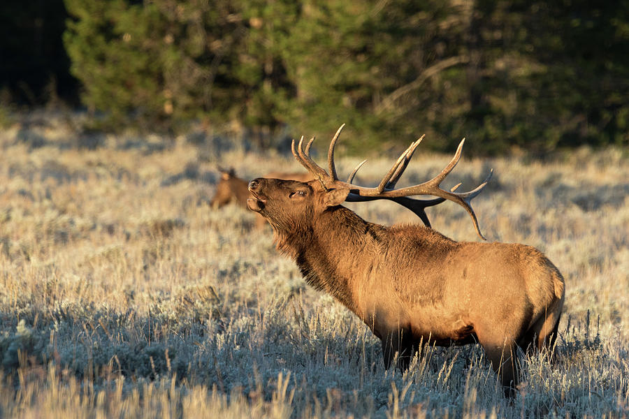 Bugling Elk Photograph by Ronnie And Frances Howard