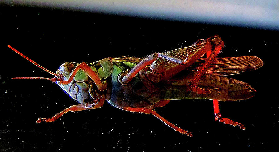 Bugs From OuterSpace Photograph by Linda Stern