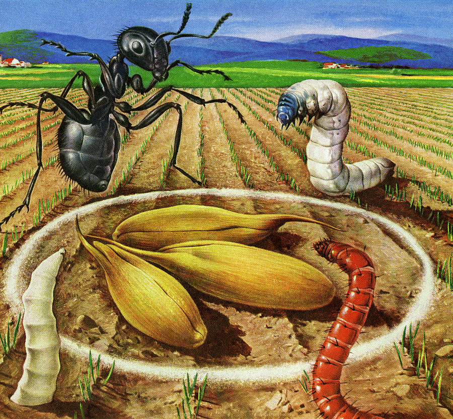 Ant Drawing - Bugs in a Farm Field by CSA Images