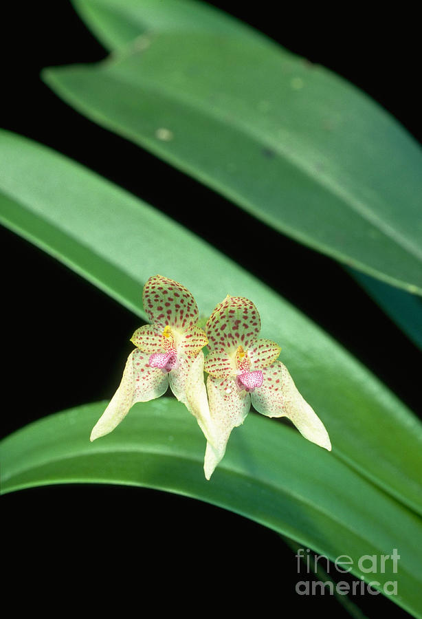Bulbophyllum Guttulatum Photograph by Geoff Kidd/science Photo Library