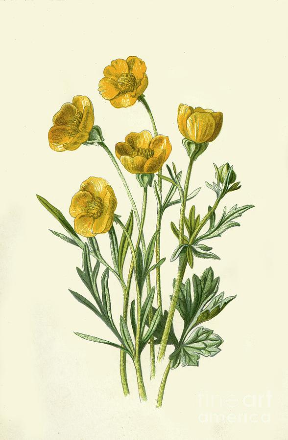 Bulbous Crowfoot Drawing by Print Collector