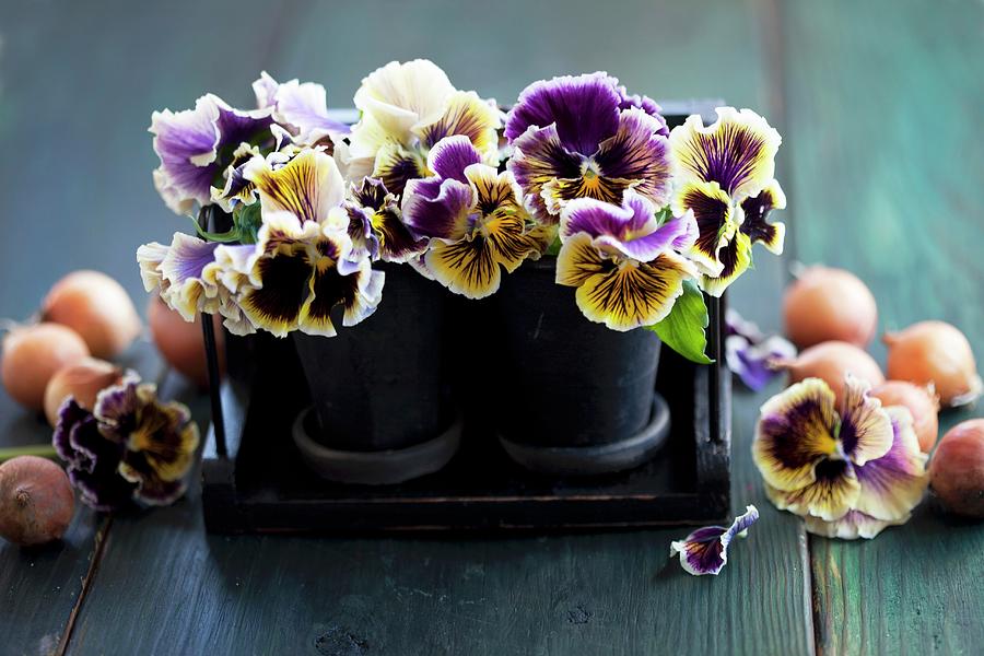 Bulbs And Flower Pots Of Violas Photograph by Martina Schindler