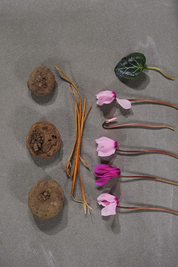 Bulbs, Stems And Row Of Pink Cyclamen Flowers On Stone Surface Photograph by Elisabeth Berkau