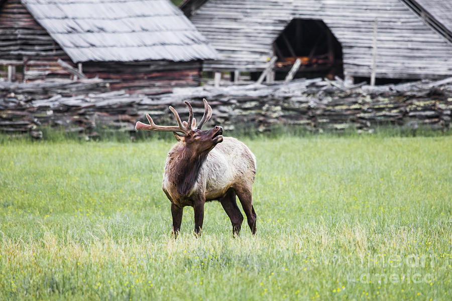 Bull Elk, Great Smoky Mountains National Park Photograph by Felix Lai