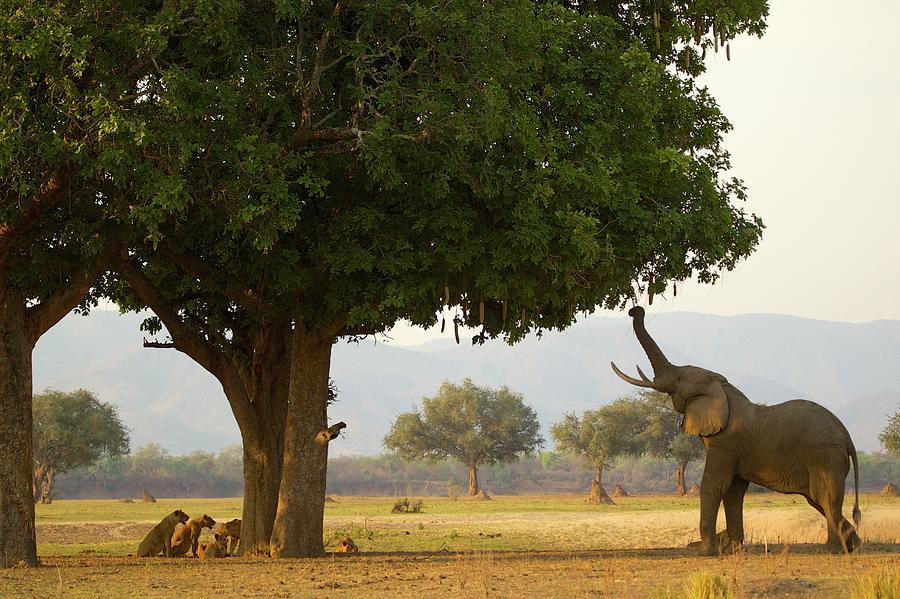 Bull African Elephant Loxodonta Photograph by David Fettes