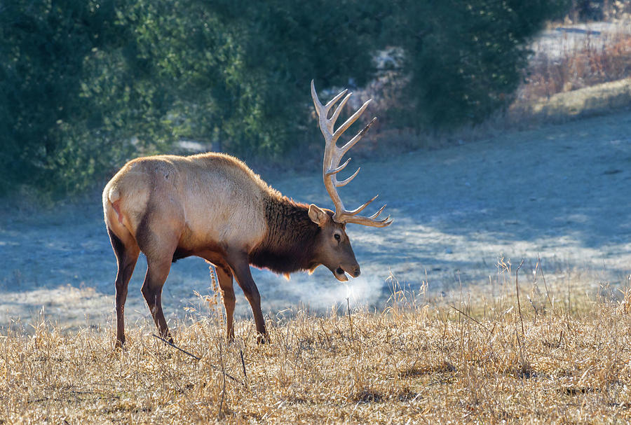 Bull American Elk In Winter Photograph by Ivan Kuzmin