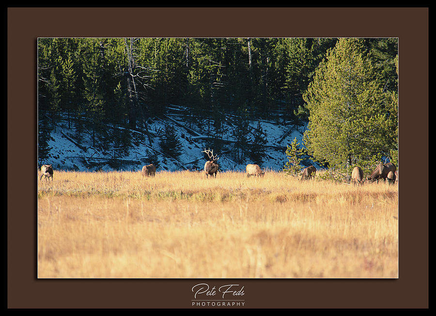 Yellowstone National Park Photograph - Bull and his Babes poster by Pete Federico Yellowstone National Park Photograph - Bull and his Babes poster by Pete Federico